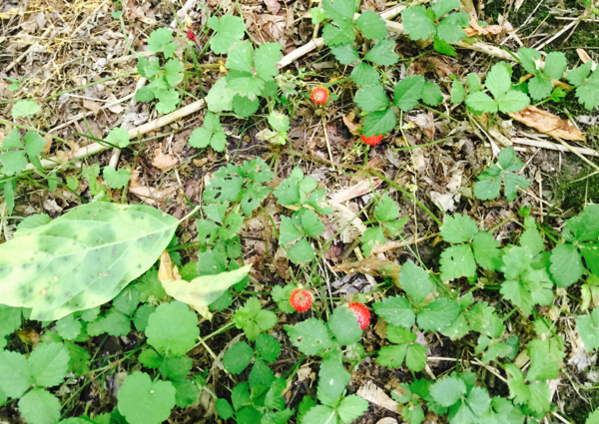 Wild Strawberries grow along the path of the Riverwalk