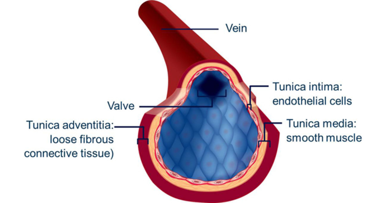 Structure of a Vein