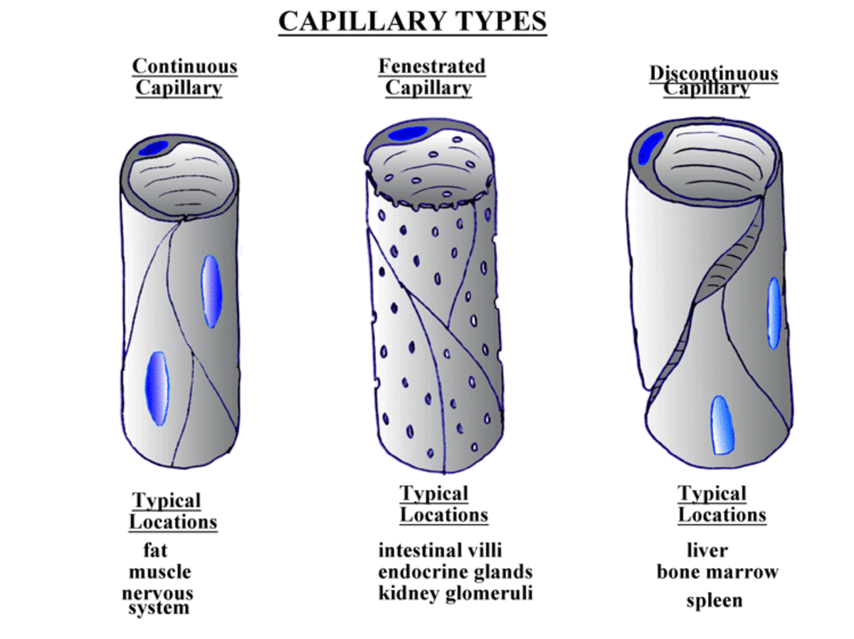Types of Capillaries