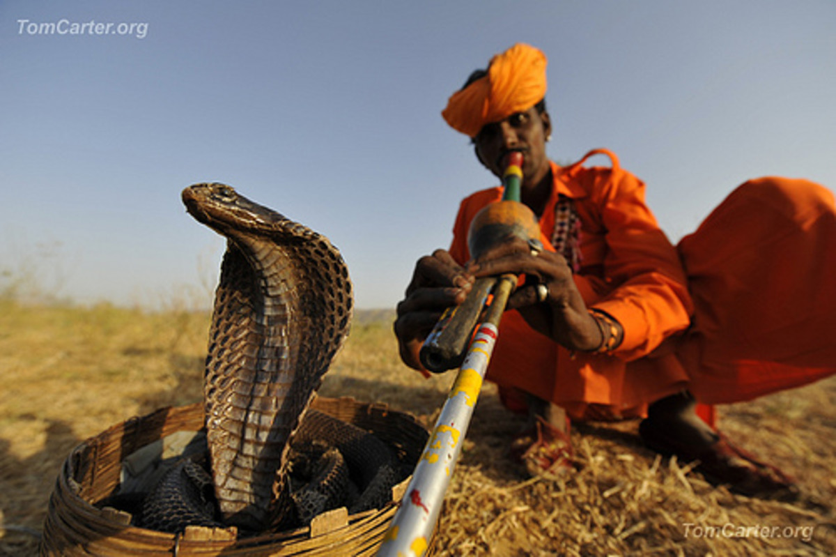 A king cobra listens to a song.