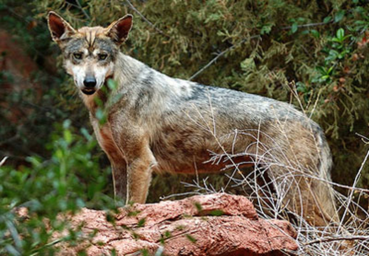 Indian grey wolf, the culprit of "child-lifting"