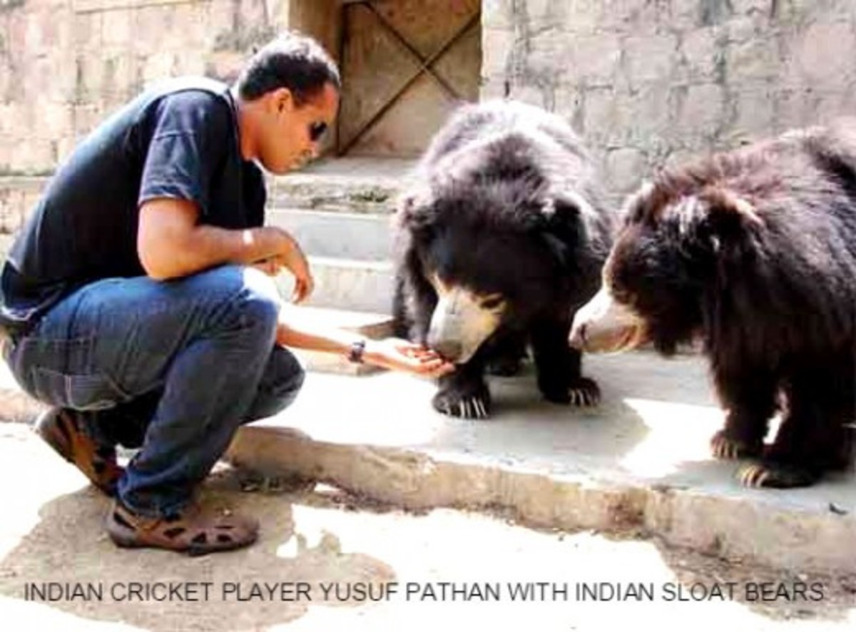 Cheap Exotic Pets In India - The W Guide