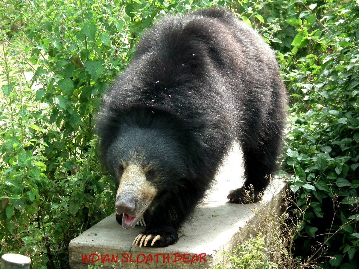 Indian sloth bear or black Indian bear