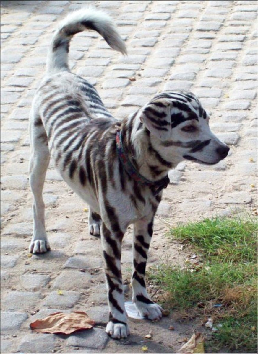 are there really dogs with stripes like zebras