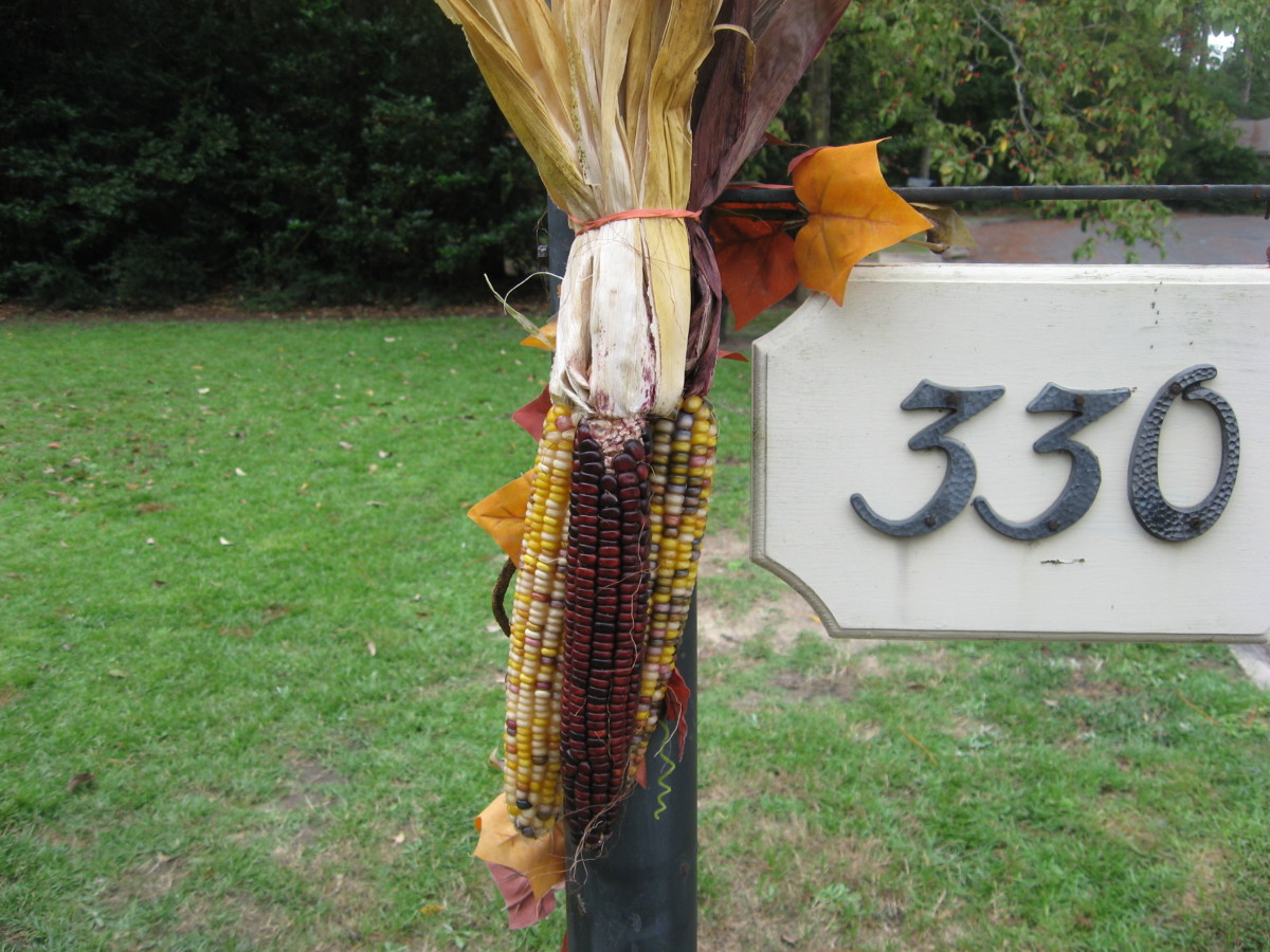 I use a lot of Indian corn for outdoor fall decor.