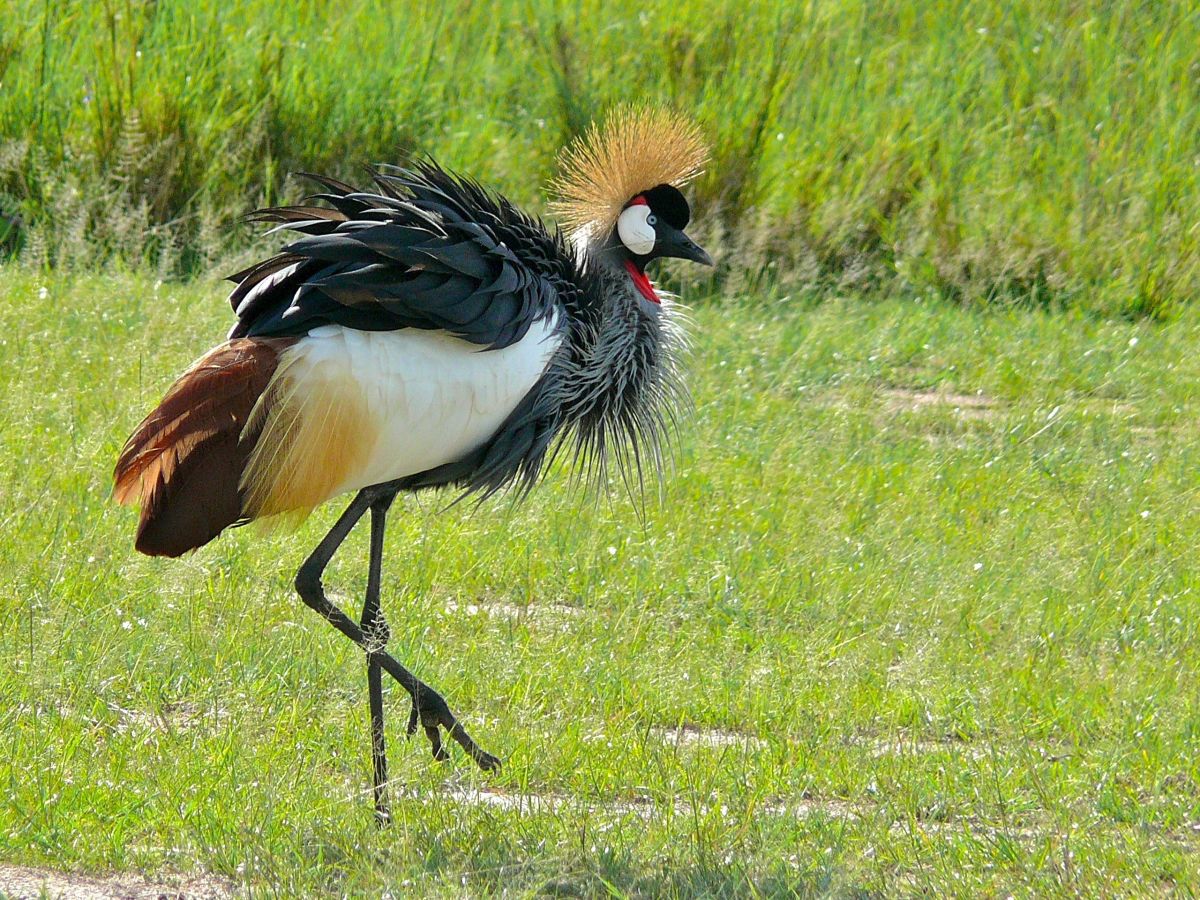 A grey crowned crane (Balearica_regulorum)  The Crested Crane is a symbol of Uganda's beauty and diversity and is the country's national emblem.  Sadly though, its becoming an endangered species. Make sure to view it when you travel to Uganda