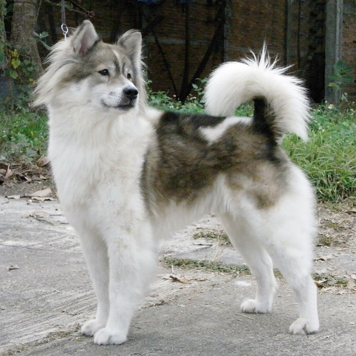 are thai bangkaew dogs intelligent dogs