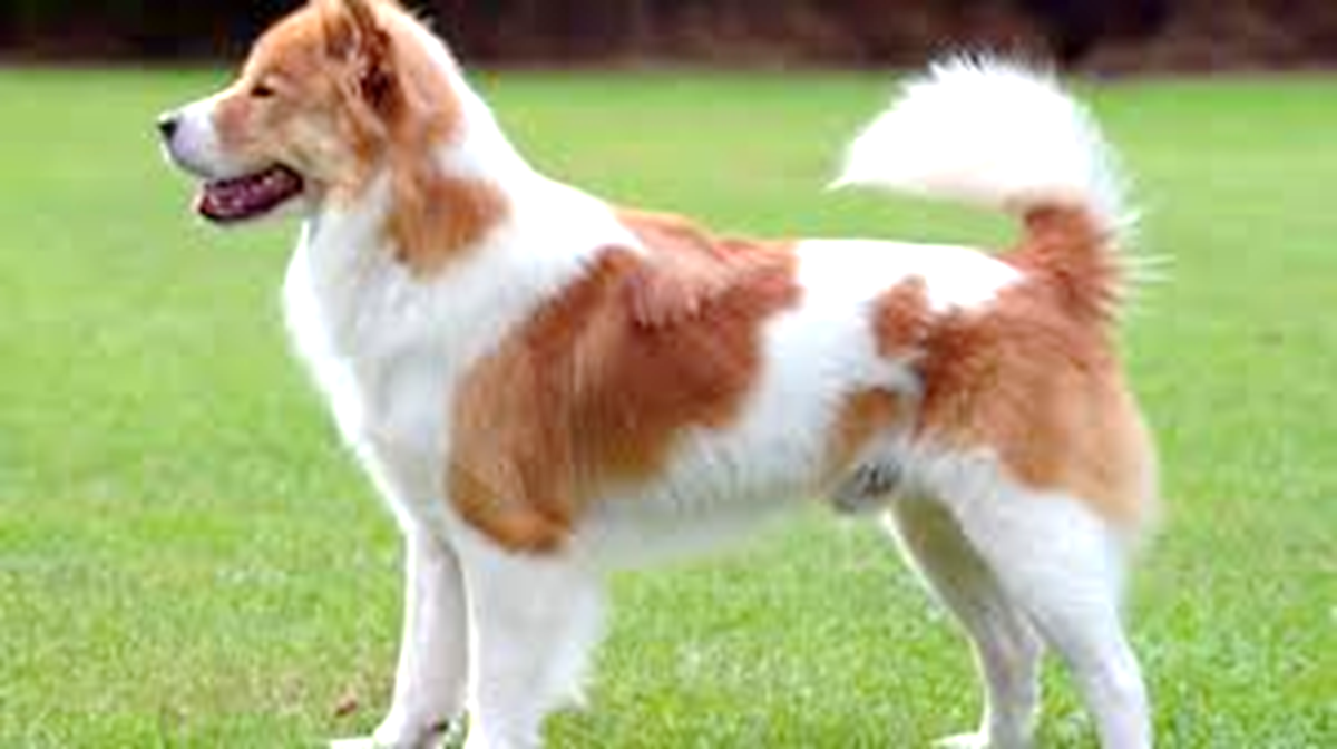 is the indian pariah dog a good breed of dog