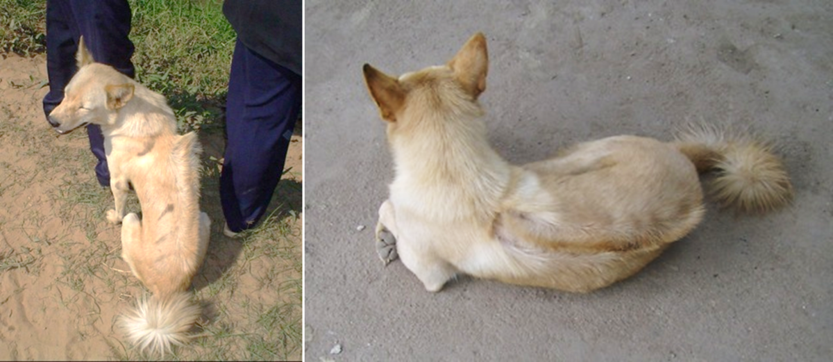 Cambodian Razorback Dog (Berger's Dog) 