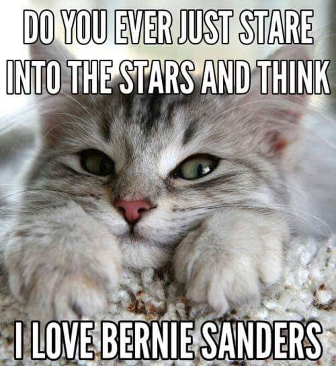 "Do you ever just stare into the stars and think, I love Bernie Sanders."
