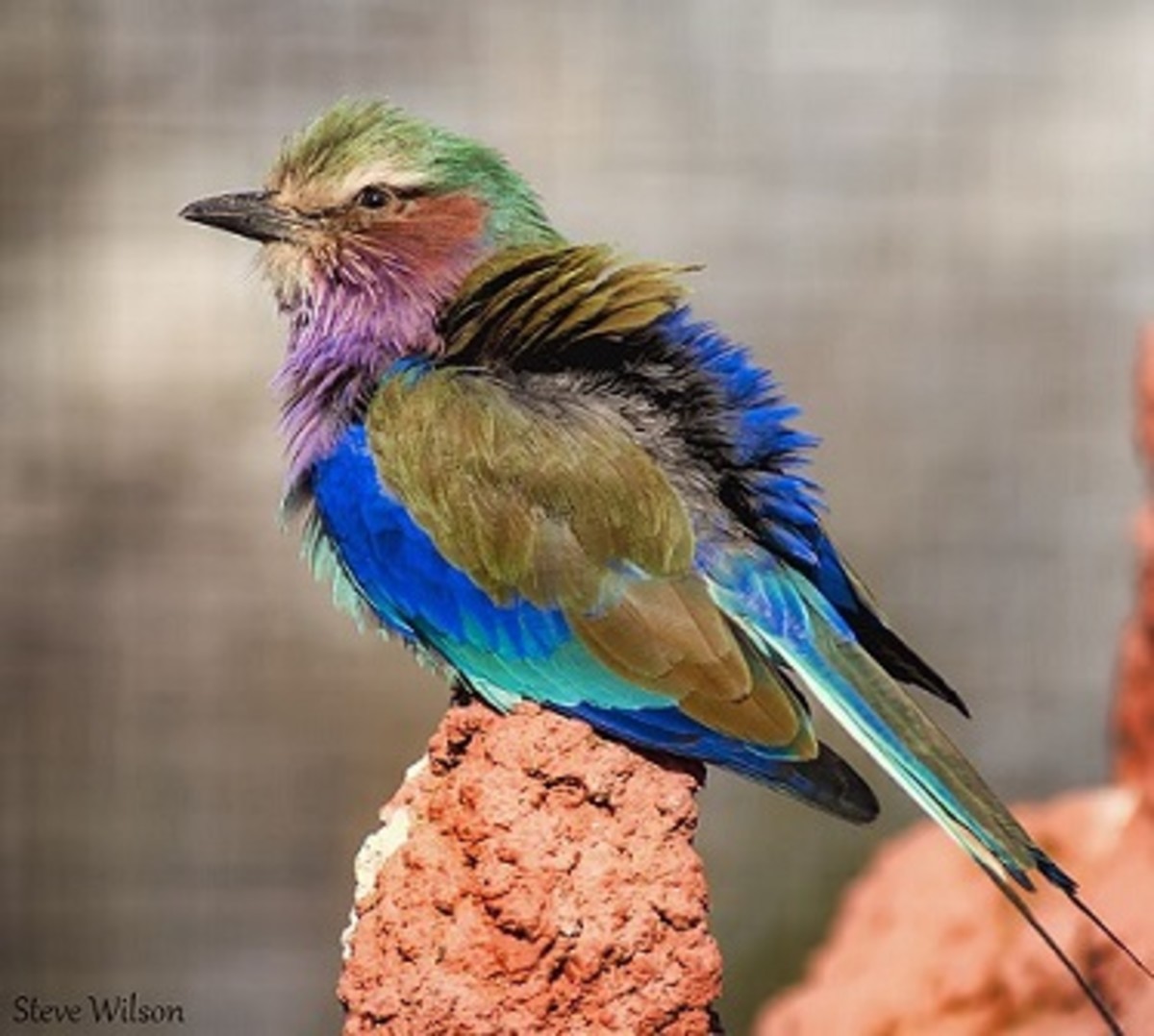 Lilac-Breasted Roller Bird of Africa