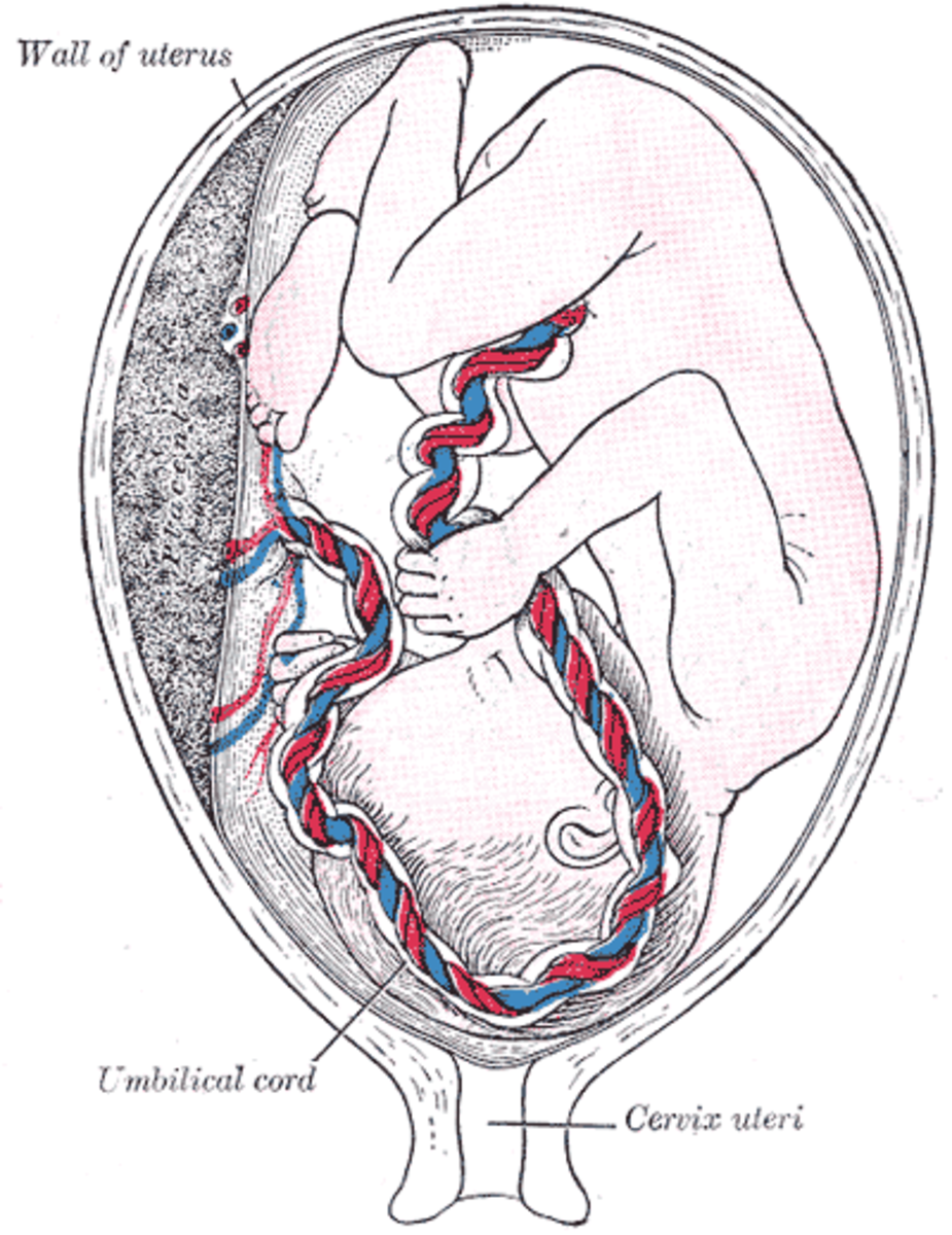 File: Gray38.png  Fetus in utero between fifth and sixth months.