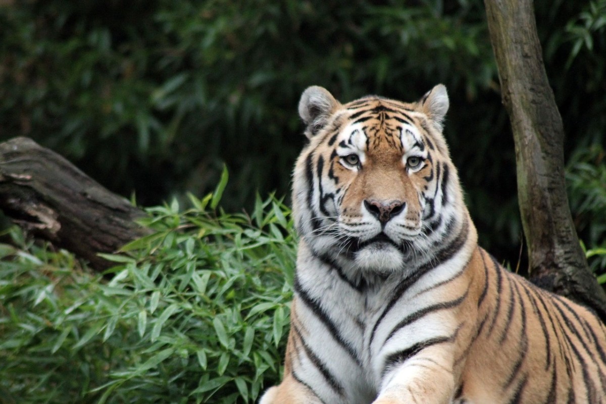 Endangered Sumatran Tiger