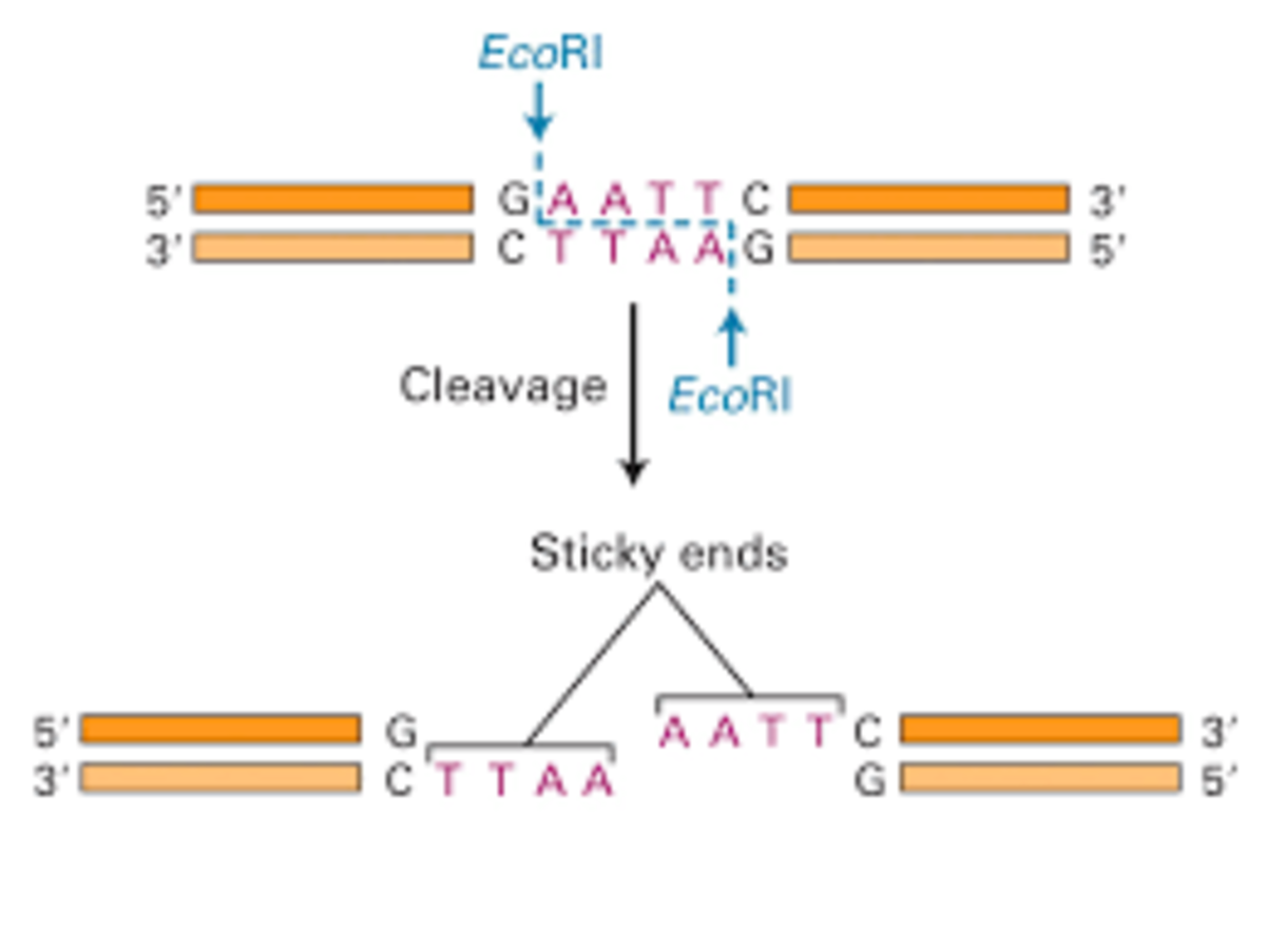 Production of Therapeutic Proteins HubPages