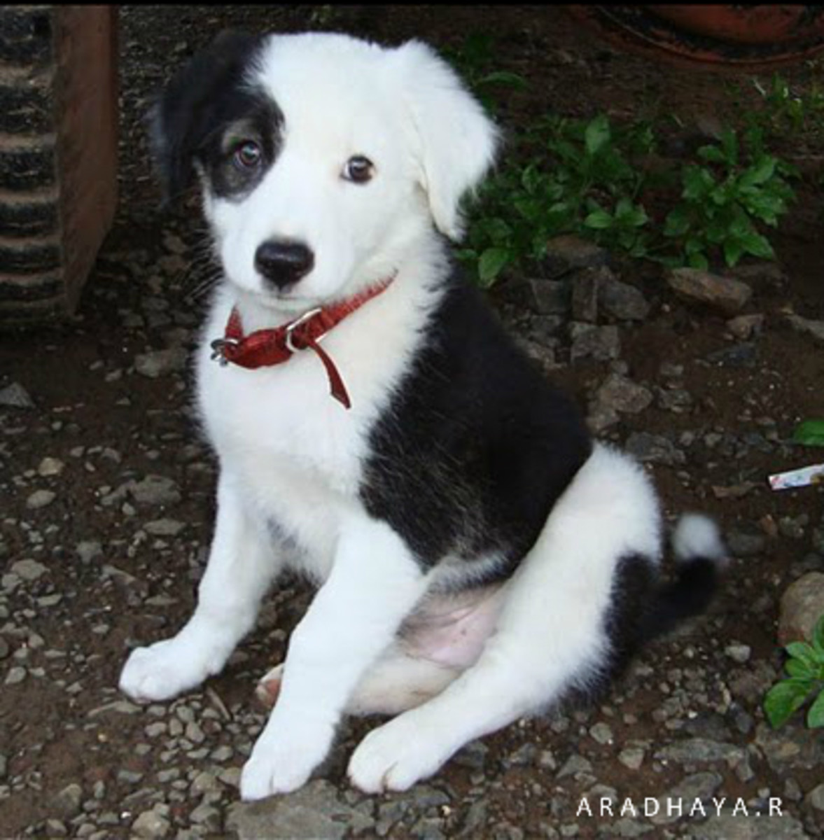 Top 10 Most Demanded Dog Breeds in India