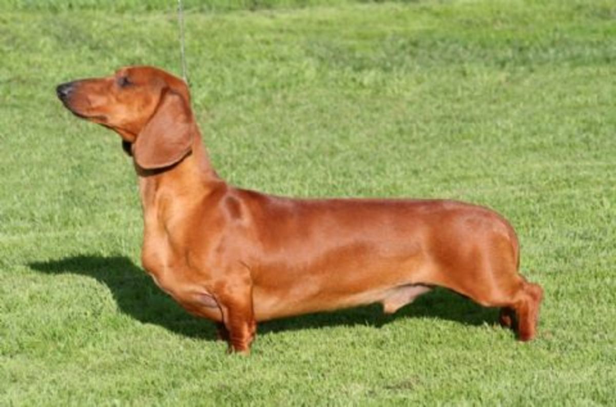 top-10-most-demanded-dog-breeds-in-india-hubpages