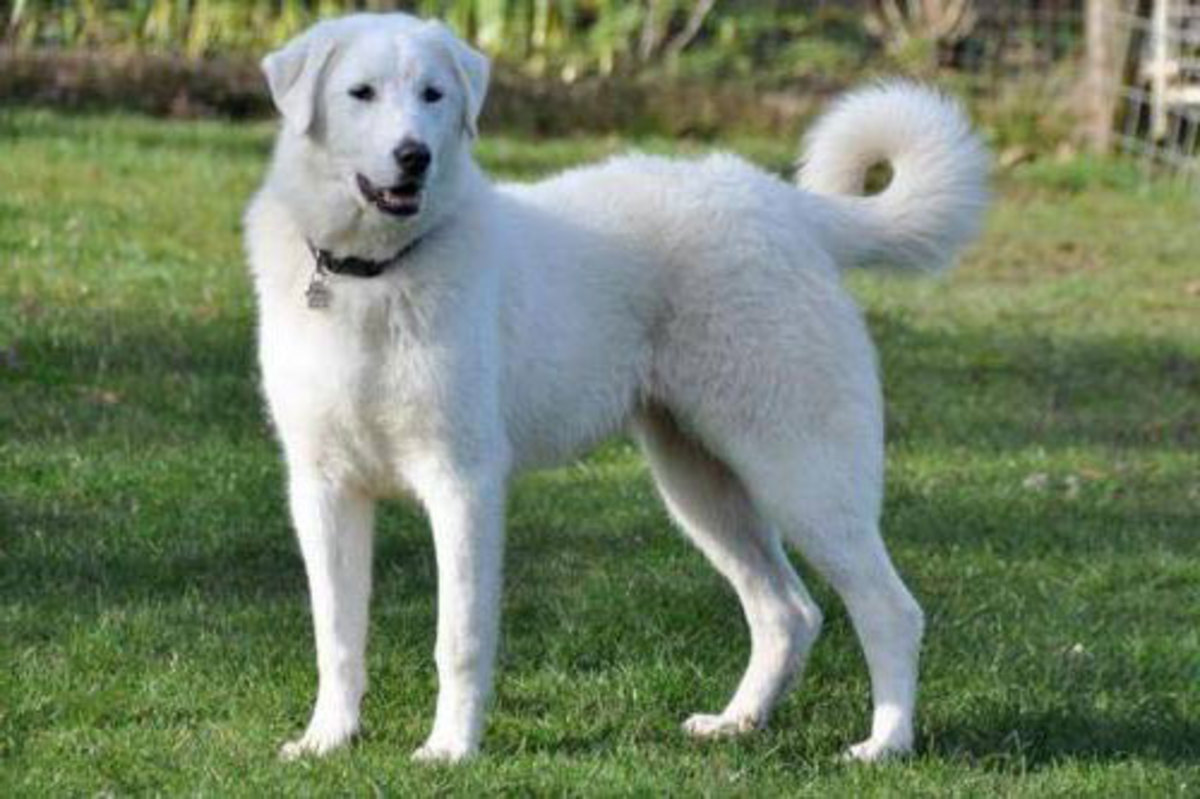 the-10-tallest-white-colored-short-haired-dogs