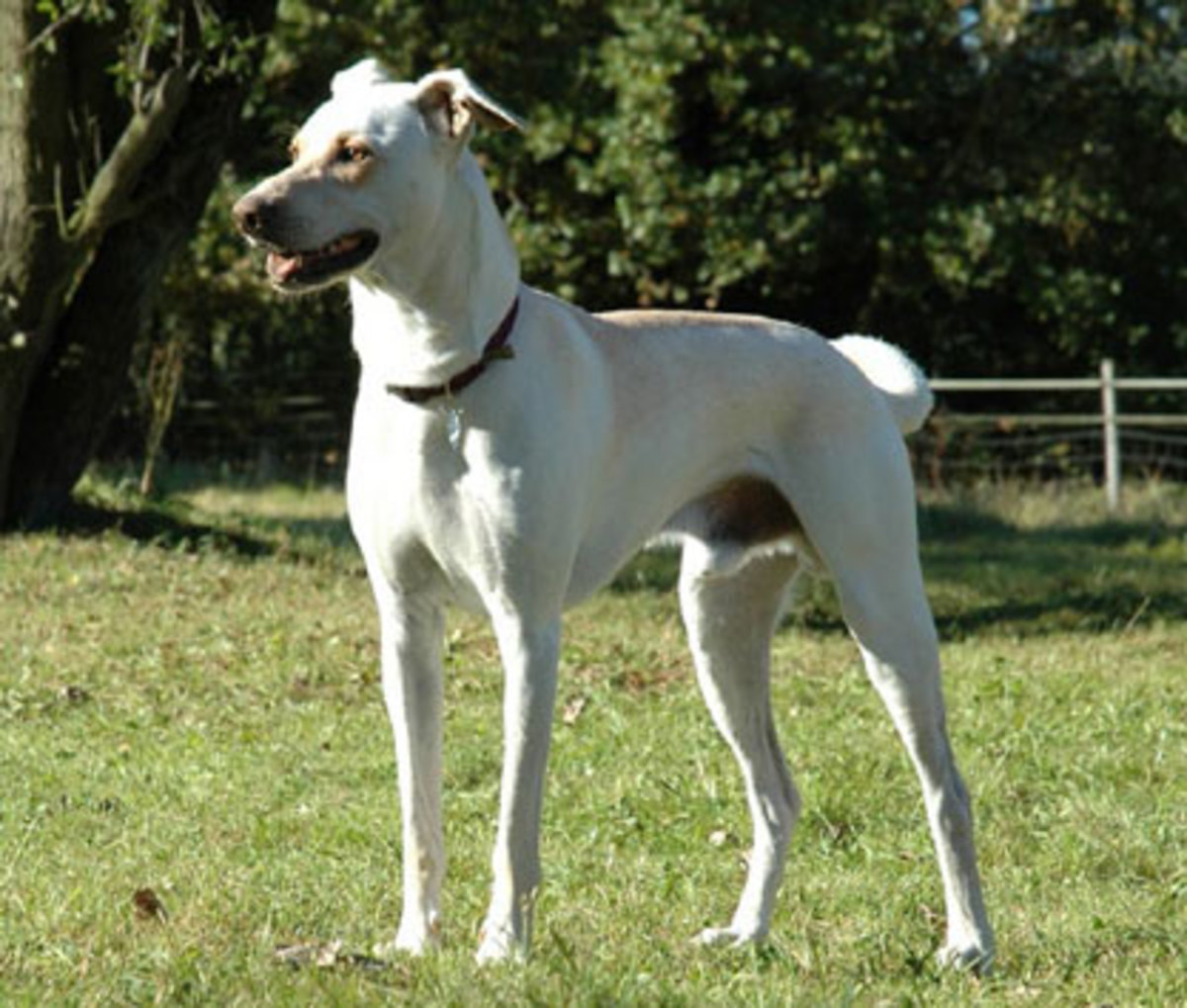 Top 10 Tallest White Dogs - PetHelpful