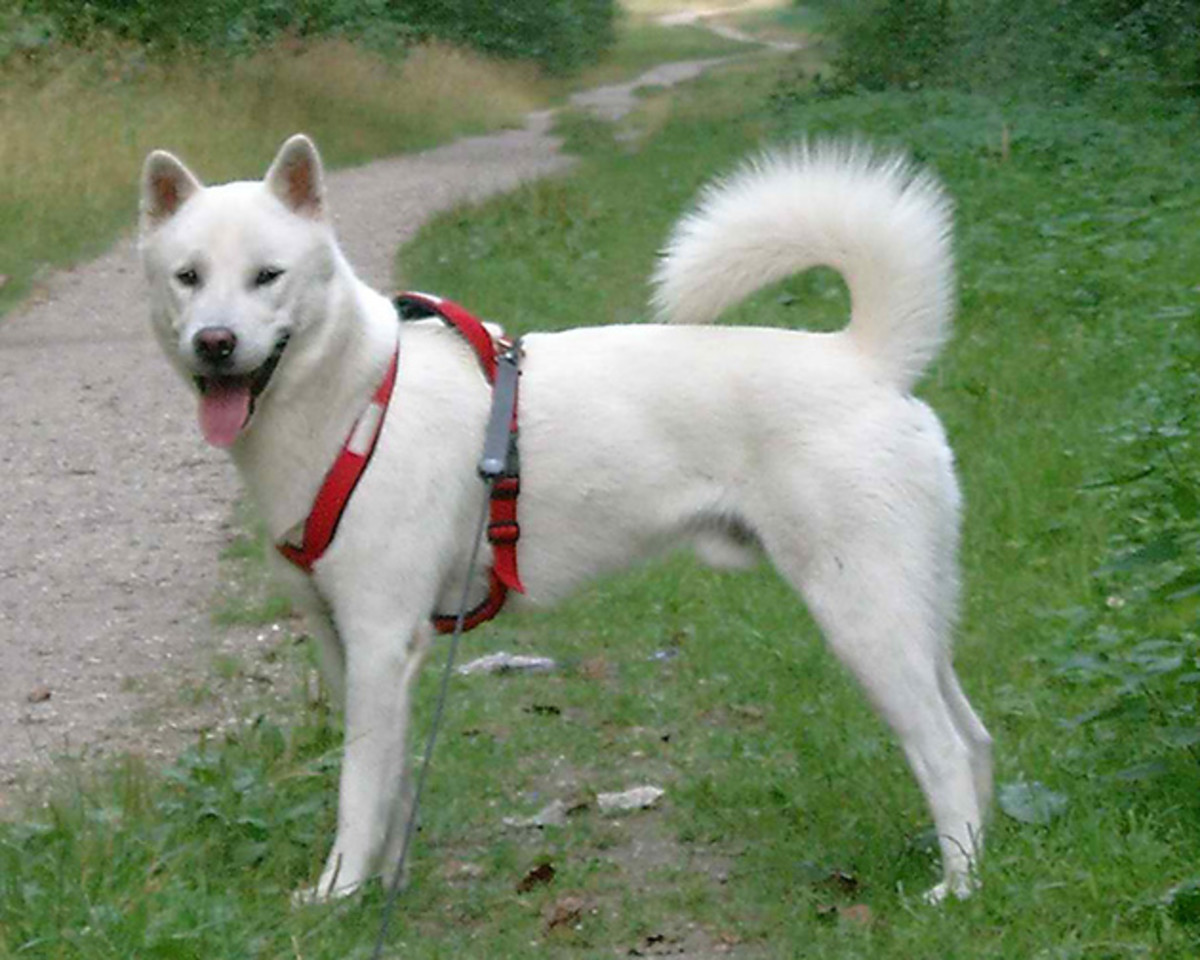 the-10-tallest-white-colored-short-haired-dogs