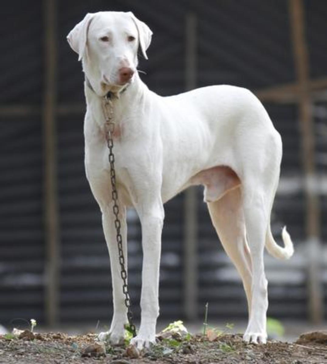 Rajapalayam hound