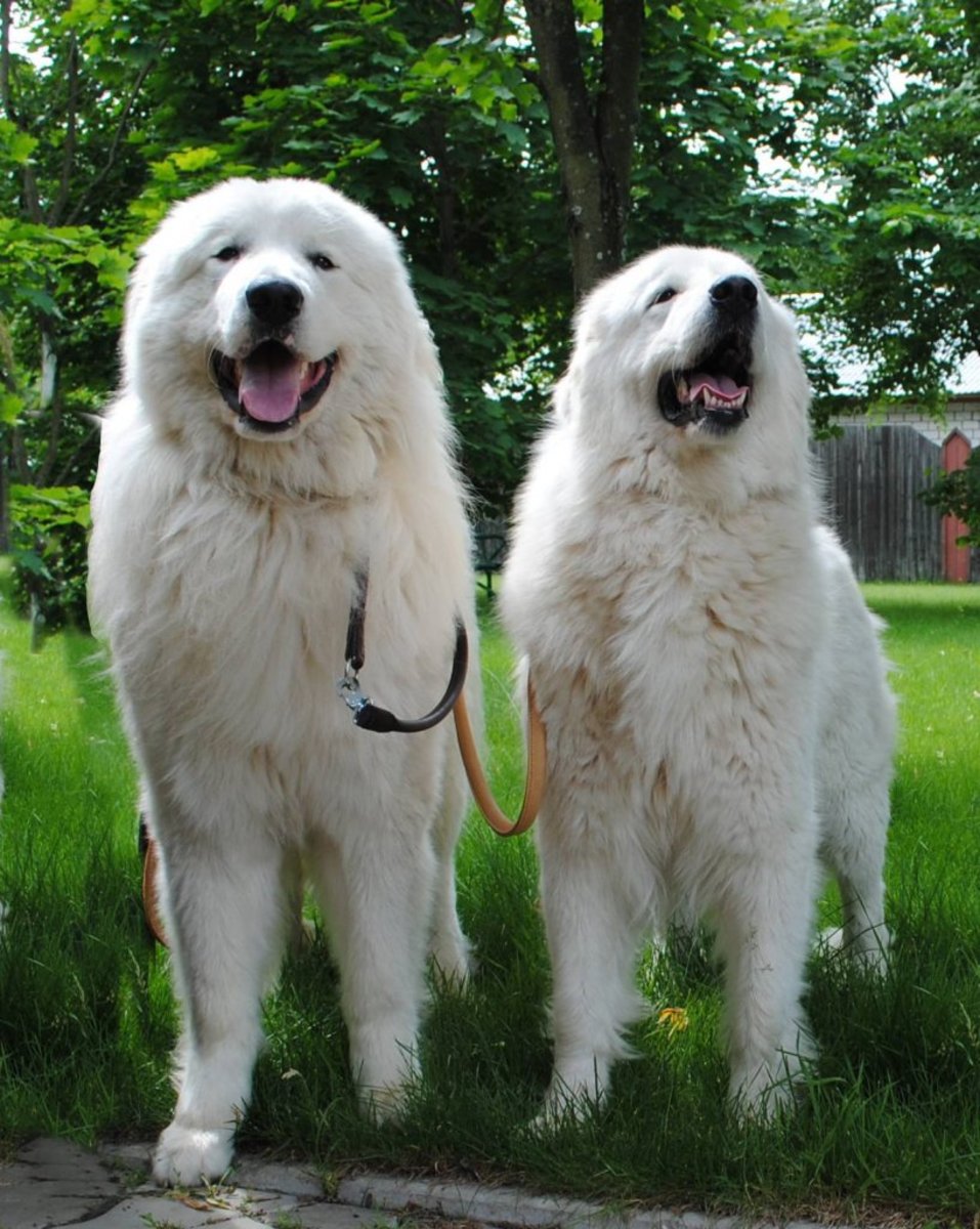 Top 10 Tallest White Dogs