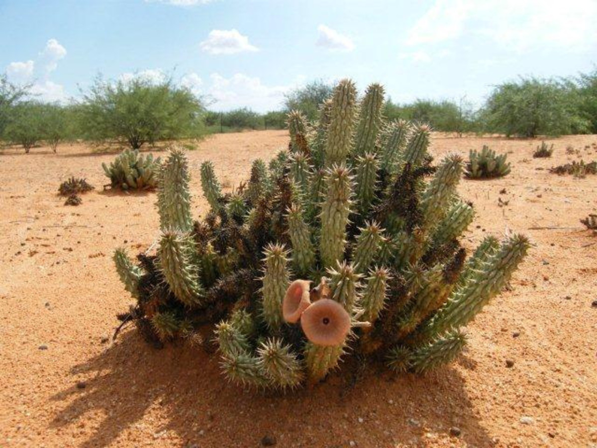 Hoodia plant in the "wilds" of the African desert.