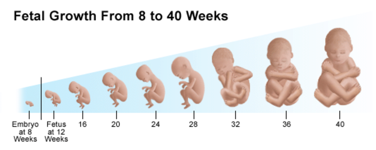 Porcentaje embarazo embriones tipo b