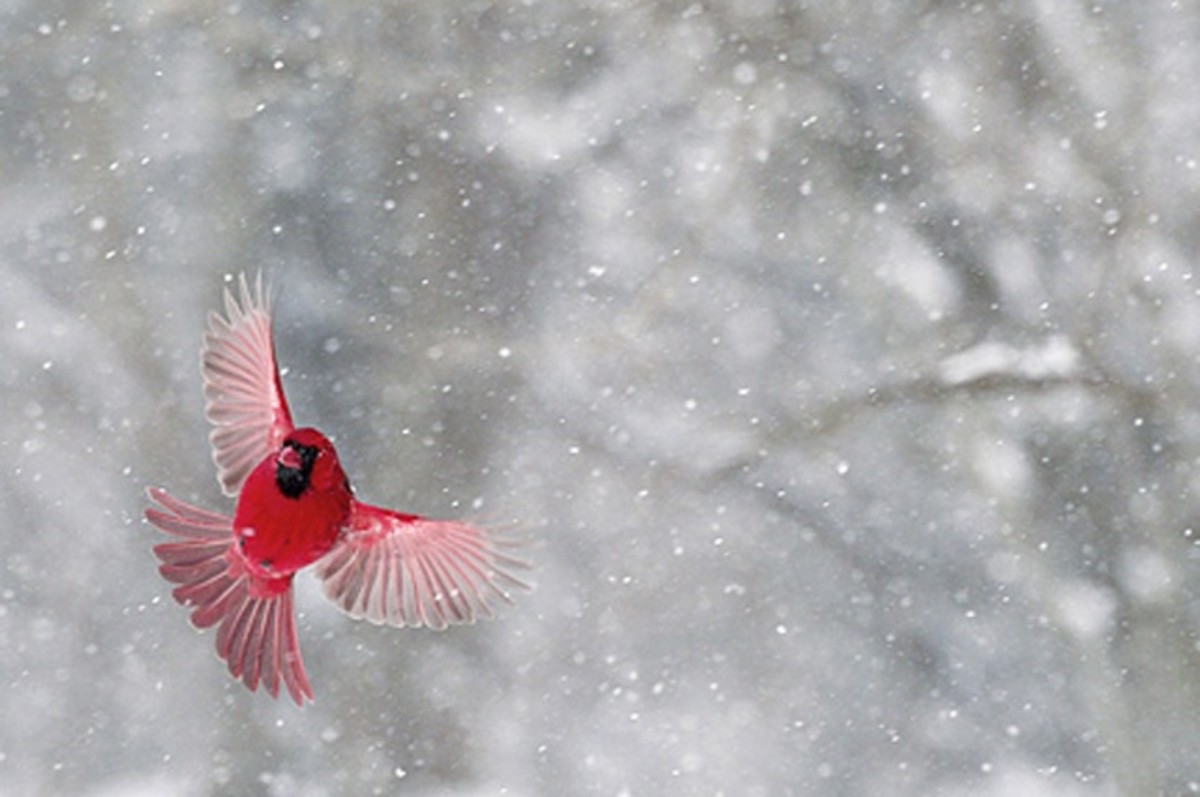 birds-of-winter-a-poem-wioth-music