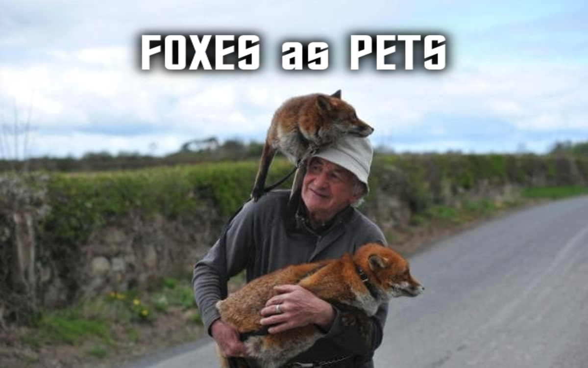 The Foxes that can be kept as pets