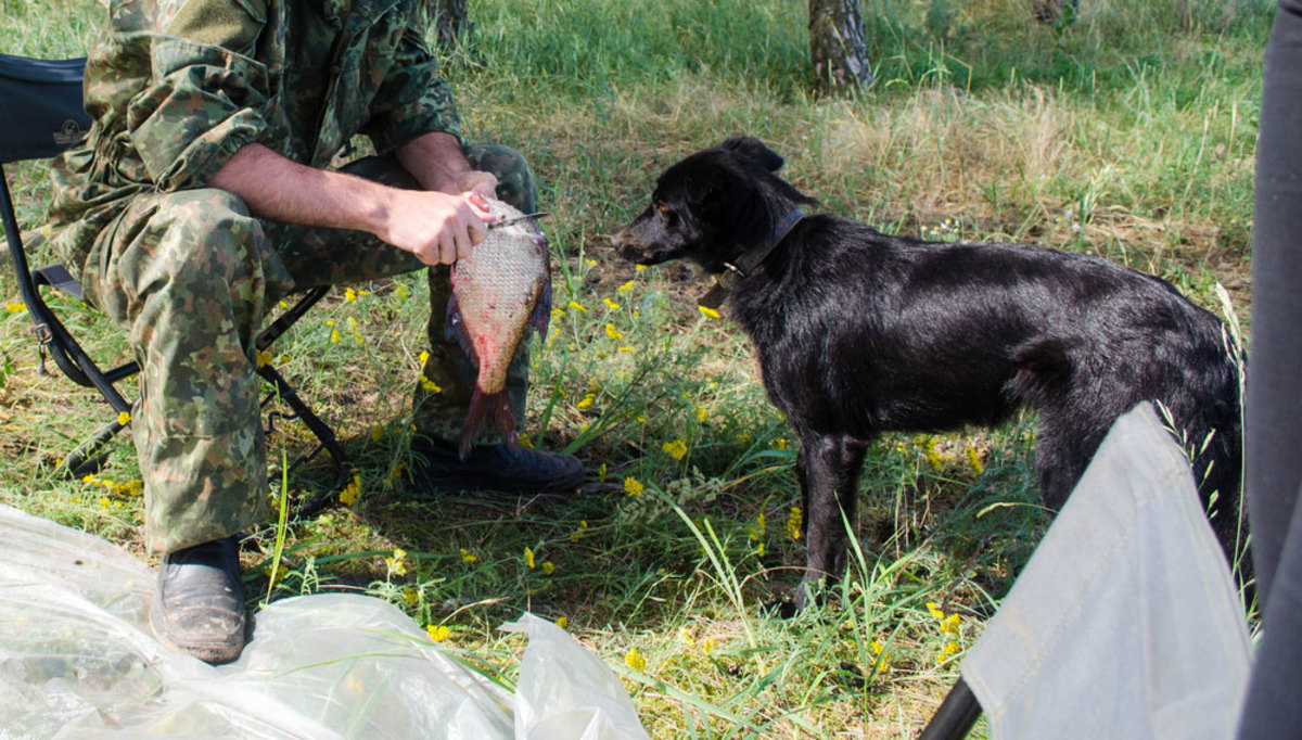How To Catch, Clean and Cook a Fish While Camping Out HubPages