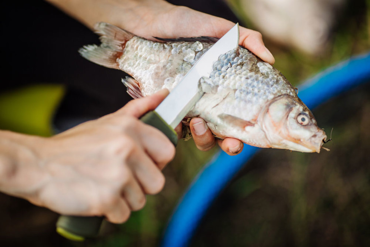 How To Catch, Clean and Cook a Fish While Camping Out