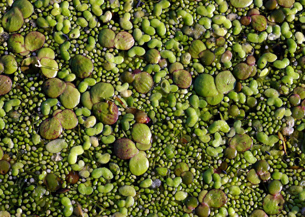 can duckweed help save the world