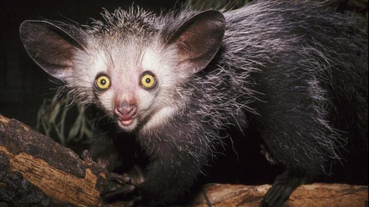 Ugly Animals: Top 10 Ugly Animals - HubPages