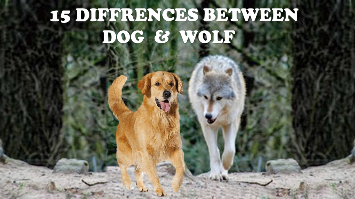15 Differences Between Dog And Wolf