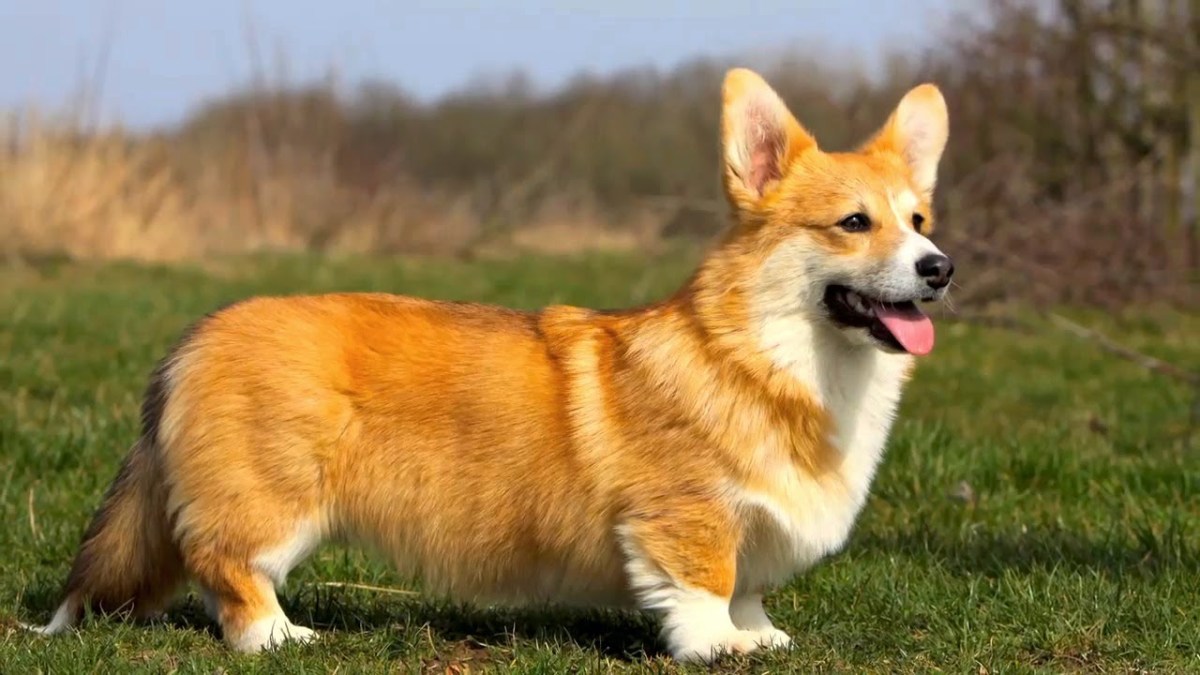10-dog-breeds-that-look-like-fox