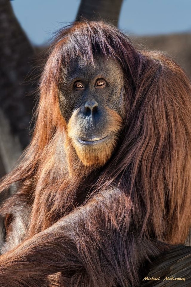 the-endangered-orangutan