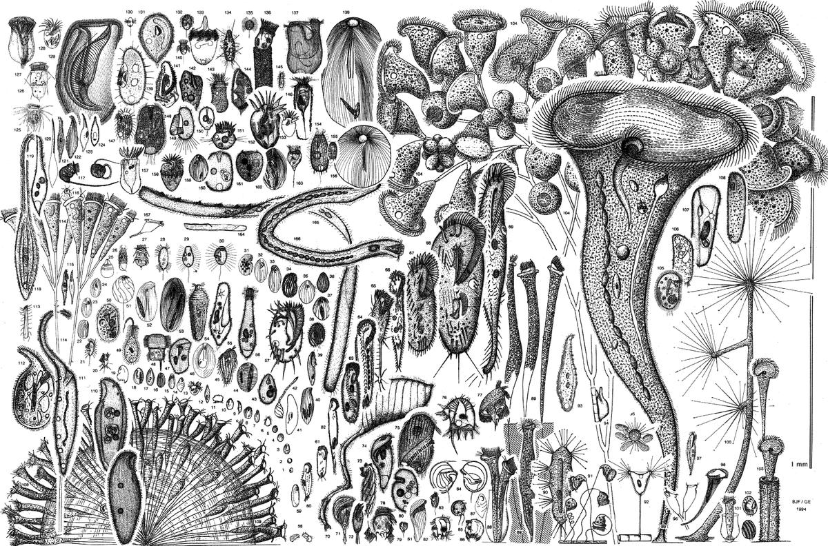 The Ecology of Ciliated Protozoa