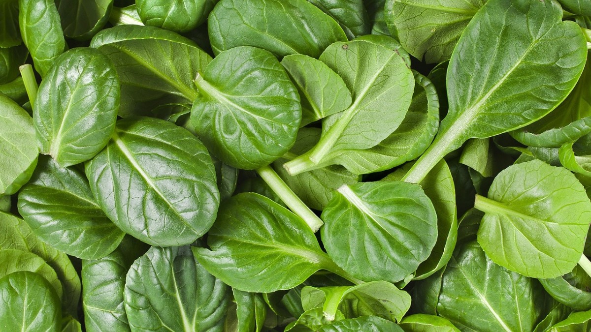list-of-healthy-green-leafy-vegetables