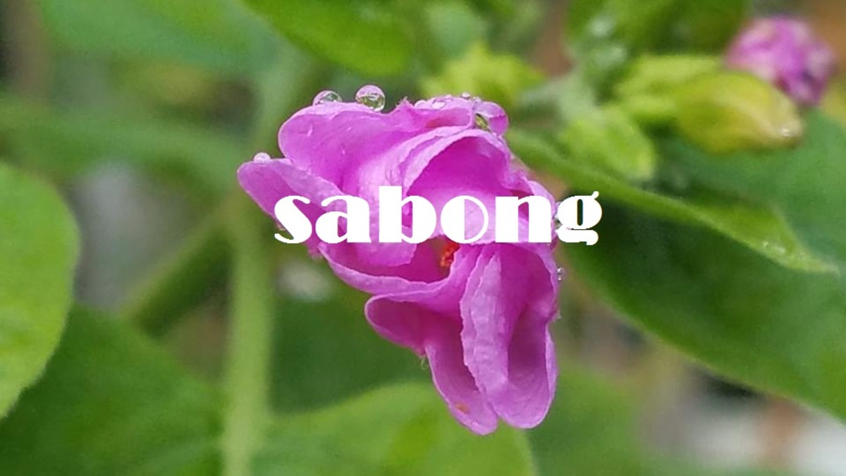 Sabong (flower)