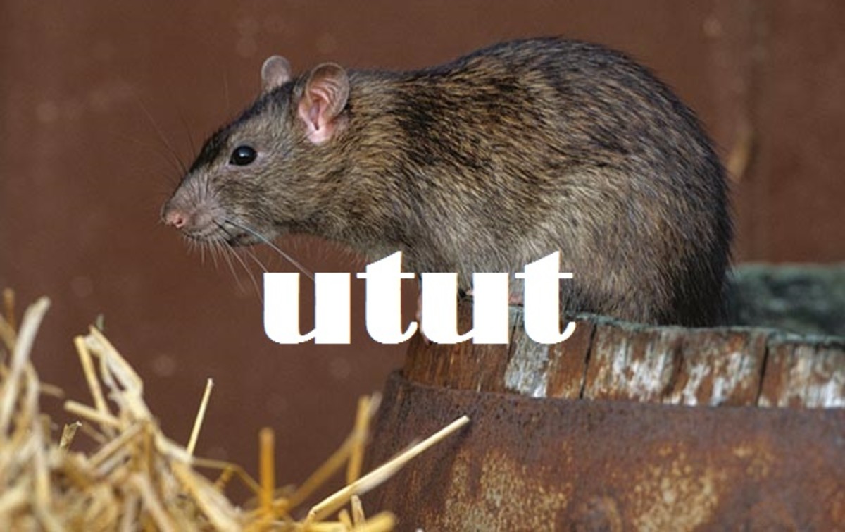 Utut (rat)
