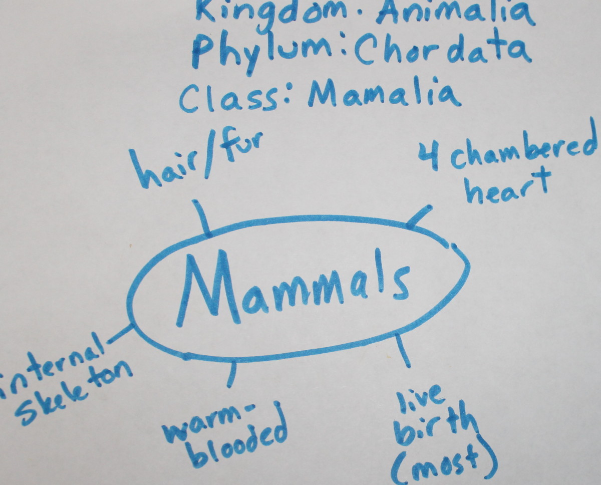 Classifying Plants & Animals: A Christian Middle School Biology STEM