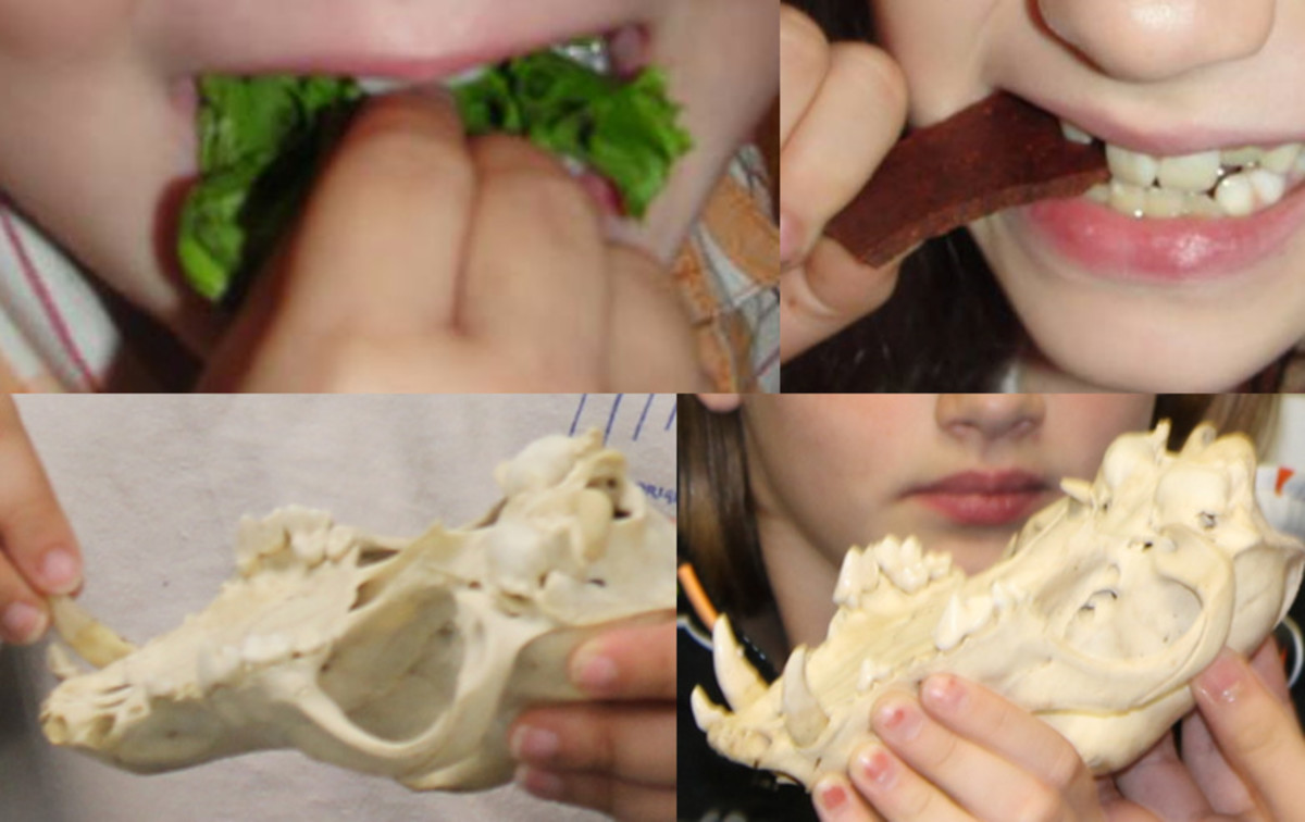Comparing teeth of carnivores & herbivores