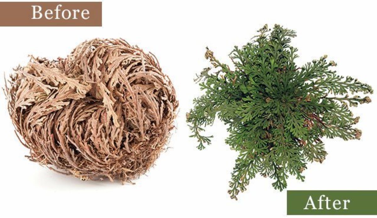 lessons-from-the-rose-of-jericho-or-resurrection-plant