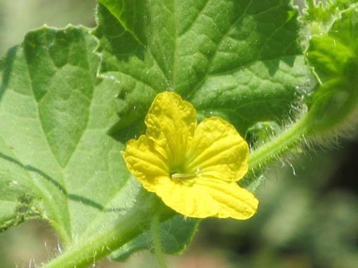 This article will help break down the process of hand pollinating cantaloupe plants.