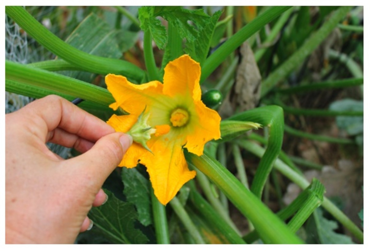 Hand Pollinating a Cantaloupe Plant