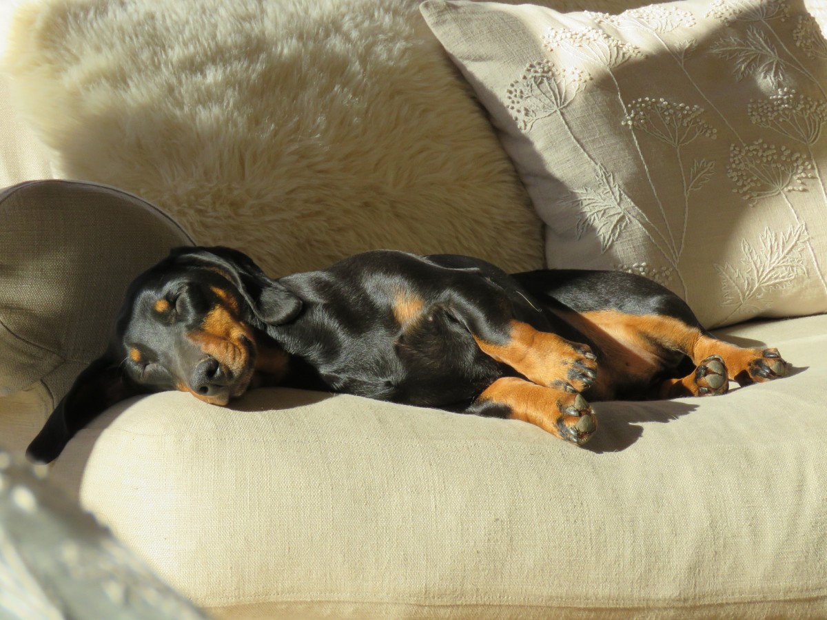 Getting Sausage Dog Puppies For Sale