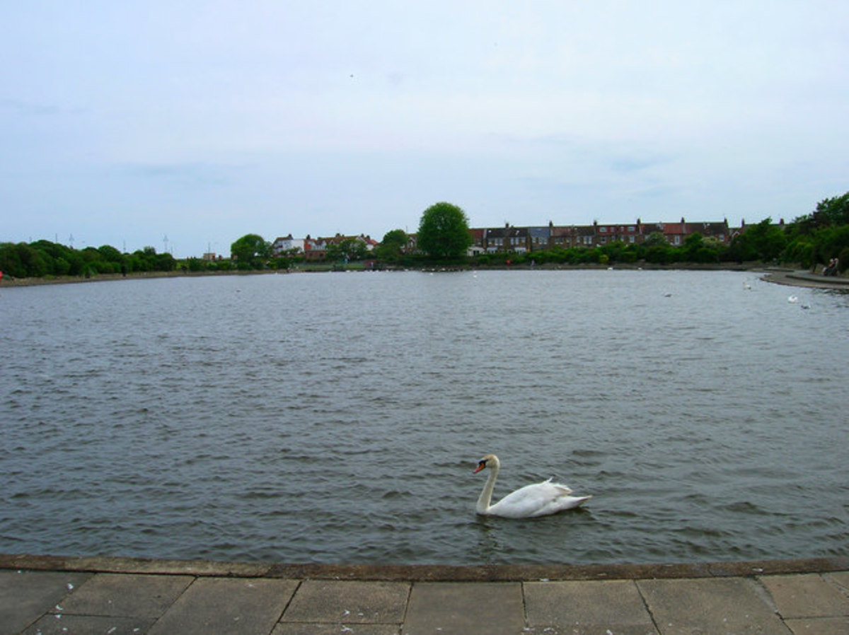 Visiting Crumbles Pond, Princes Park, Eastbourne, England A Visit by