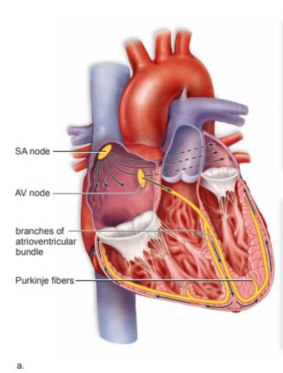 cardiovascular-system-heart-and-blood-vessels