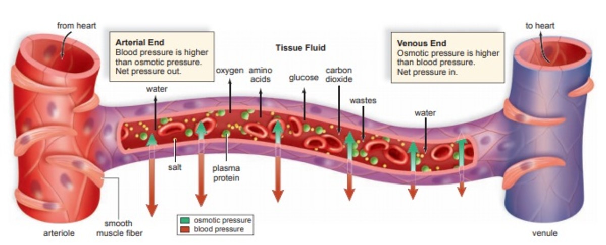 cardiovascular-system-heart-and-blood-vessels