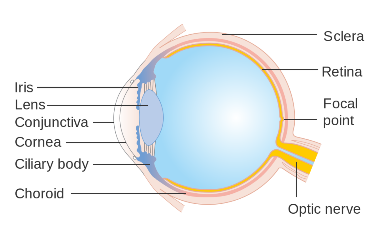 Conjunctivitis: Types, Causes, Symptoms and Treatment - HubPages